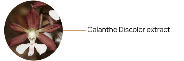 Calanthe Discolor extract