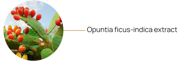 Opuntia ficus-indica extract