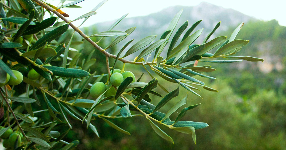 Φωτογραφία από 